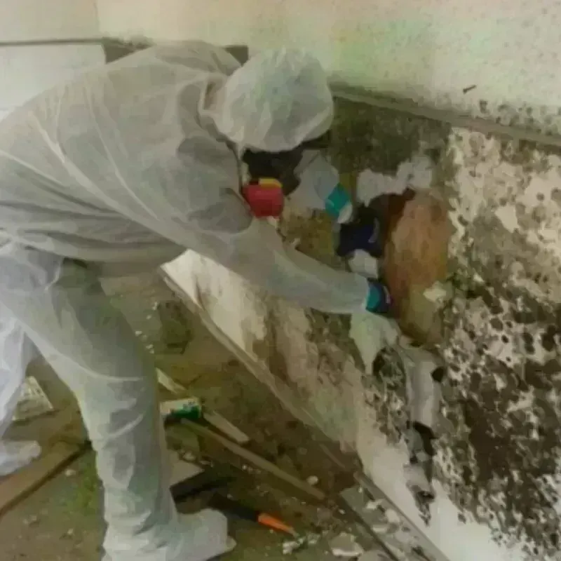 Mold Remediation and Removal in Decatur, GA